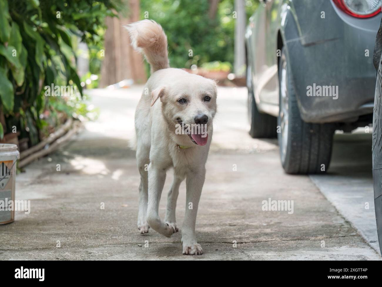 Giovane cane domestico allegro e peloso bianco che cammina all'esterno Foto Stock
