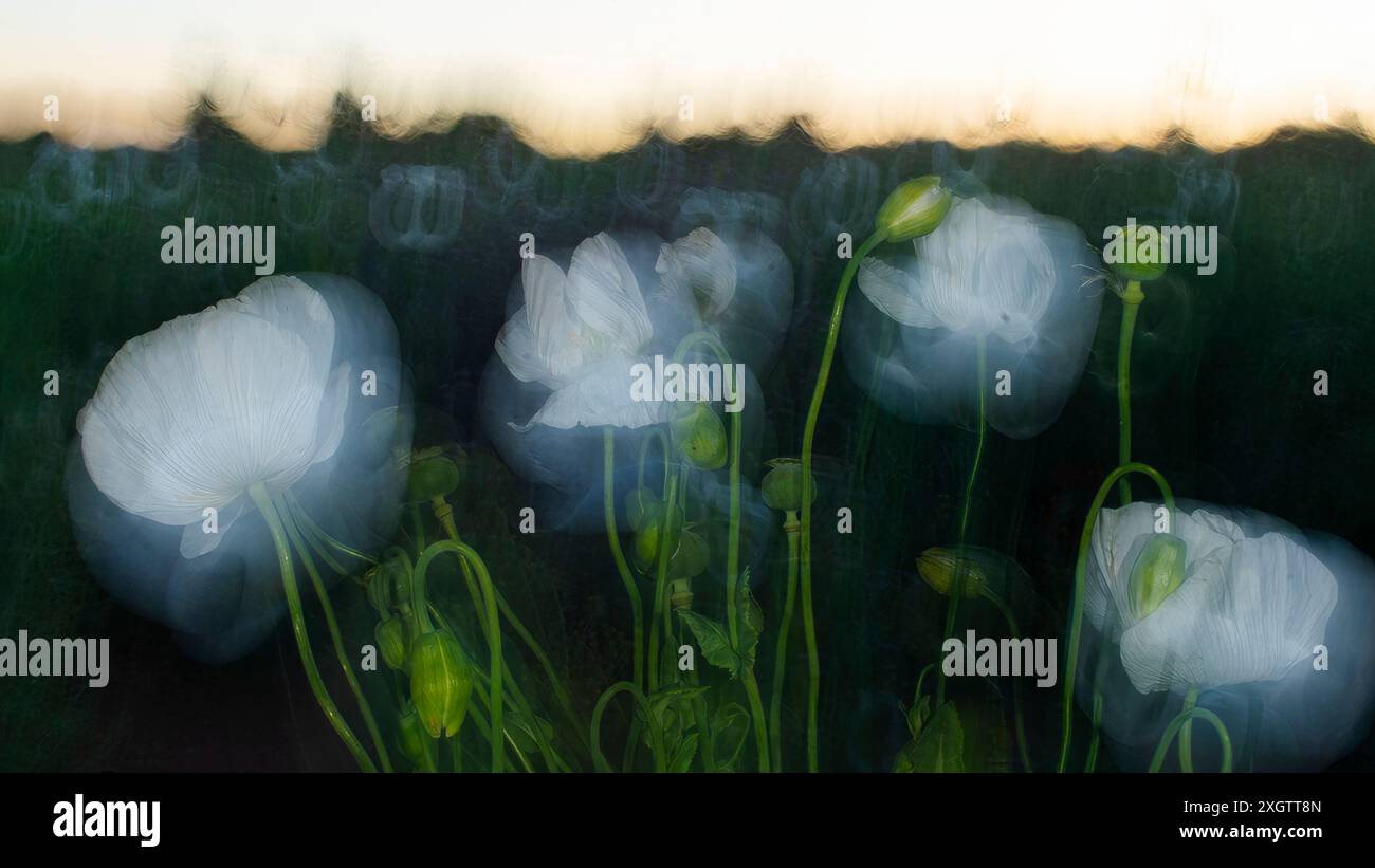 Una rappresentazione artistica di papaveri bianchi in uno stile etereo e sfocato cattura l'essenza delicata e le sfumature dei fiori in mezzo a un verd Foto Stock