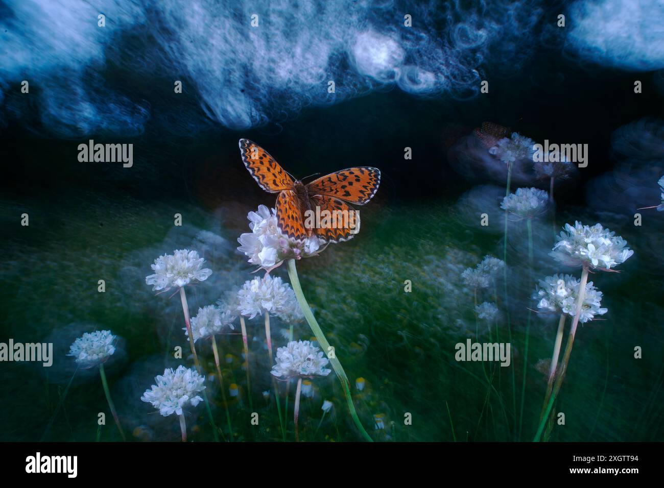 Una fotografia mistica che raffigura una farfalla arroccata su delicati fiori bianchi, circondata da una foschia nebbiosa e surreale che ne esalta la qualità onirica Foto Stock