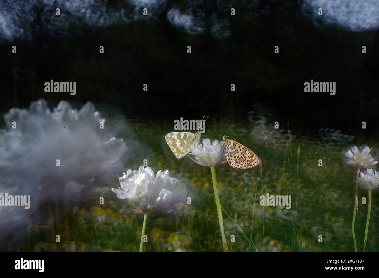 Una cattura artistica che mostra due farfalle, una con ali macchiate, arroccate delicatamente in cima a eteree fiori bianchi Foto Stock