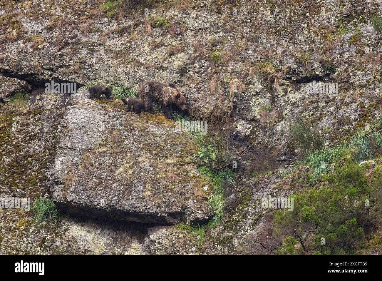 Un orso bruno cantabrico accompagnato dai suoi cuccioli naviga con attenzione su un pendio roccioso di montagna, mostrando la fauna selvatica della Cantabria nel loro ambiente naturale Foto Stock