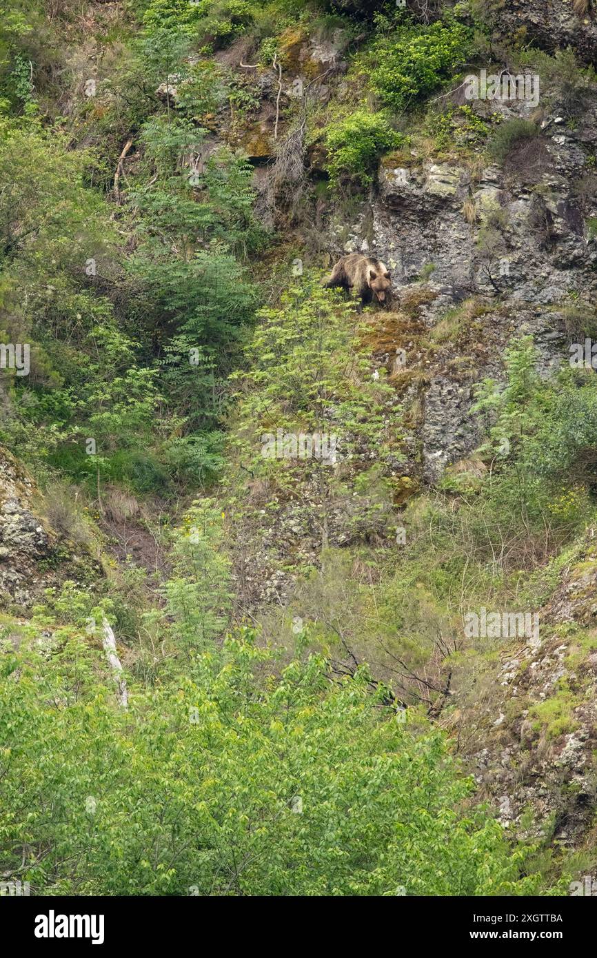 Un orso bruno cantabrico si aggira attraverso un rigoglioso pendio roccioso di montagna, esemplificando la fauna selvatica nel suo ambiente naturale Foto Stock