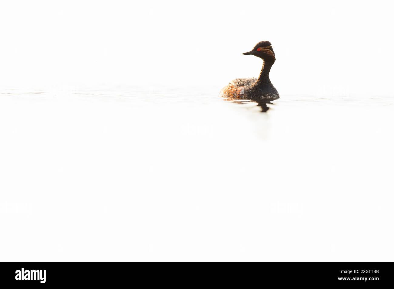 Un'immagine serena che cattura un grebe dal collo nero (Podiceps nigricollis) che galleggia con grazia su una superficie d'acqua calma e riflettente, evidenziata da un morbido baleno Foto Stock