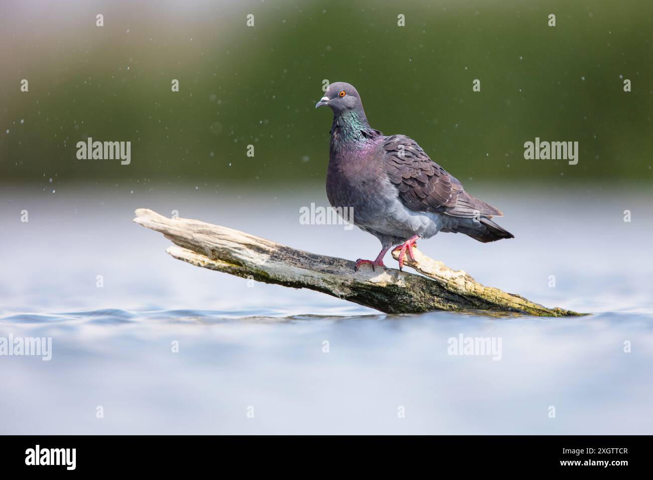 Un piccione di roccia (Columba livia) si erge graziosamente su un ramo intemprato che sporge da un sereno corpo d'acqua, evidenziato da morbide gocce di pioggia e da un gent Foto Stock