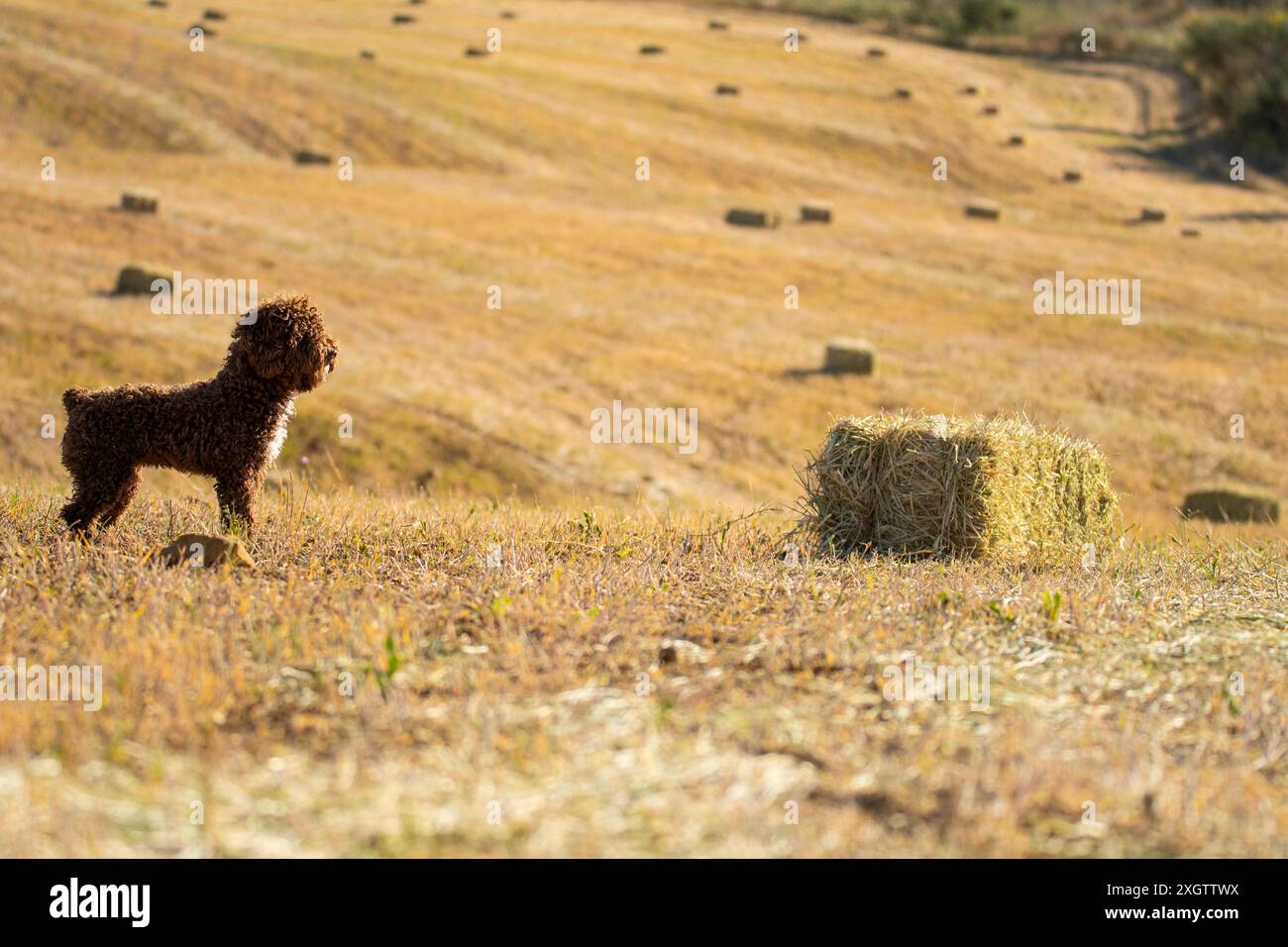 Un Water Dog spagnolo con pelliccia di castagno riccia si erge all'erta in un vasto campo, sagomato contro balle di fieno sotto la luce soffusa del sole che tramonta Foto Stock