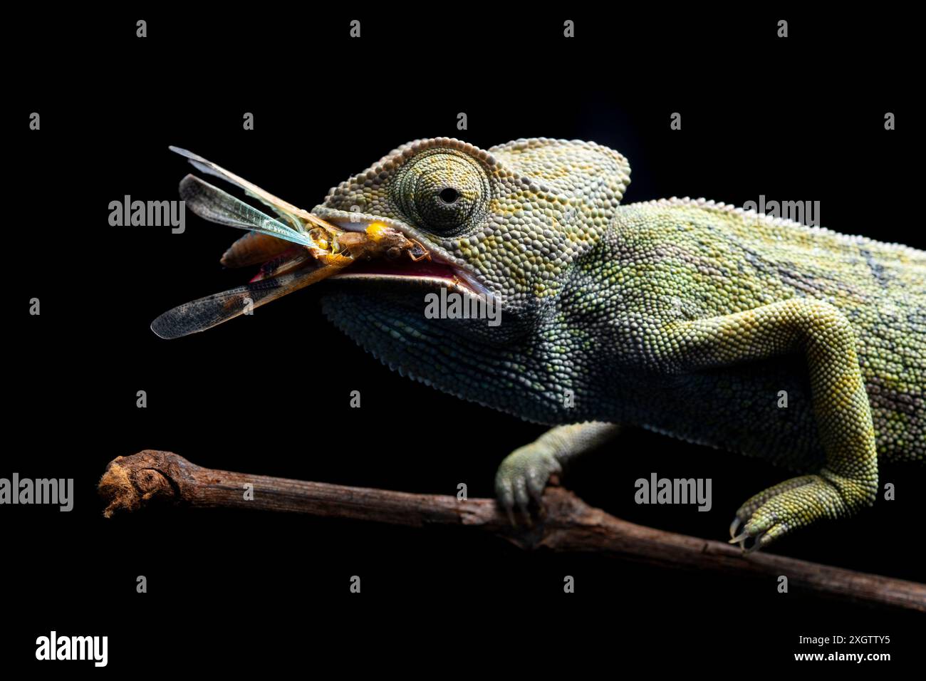 Un primo piano dettagliato di un camaleonte che cattura sapientemente una cavalletta con la sua lingua allungata, su uno sfondo nero scuro con evidenziazione Foto Stock