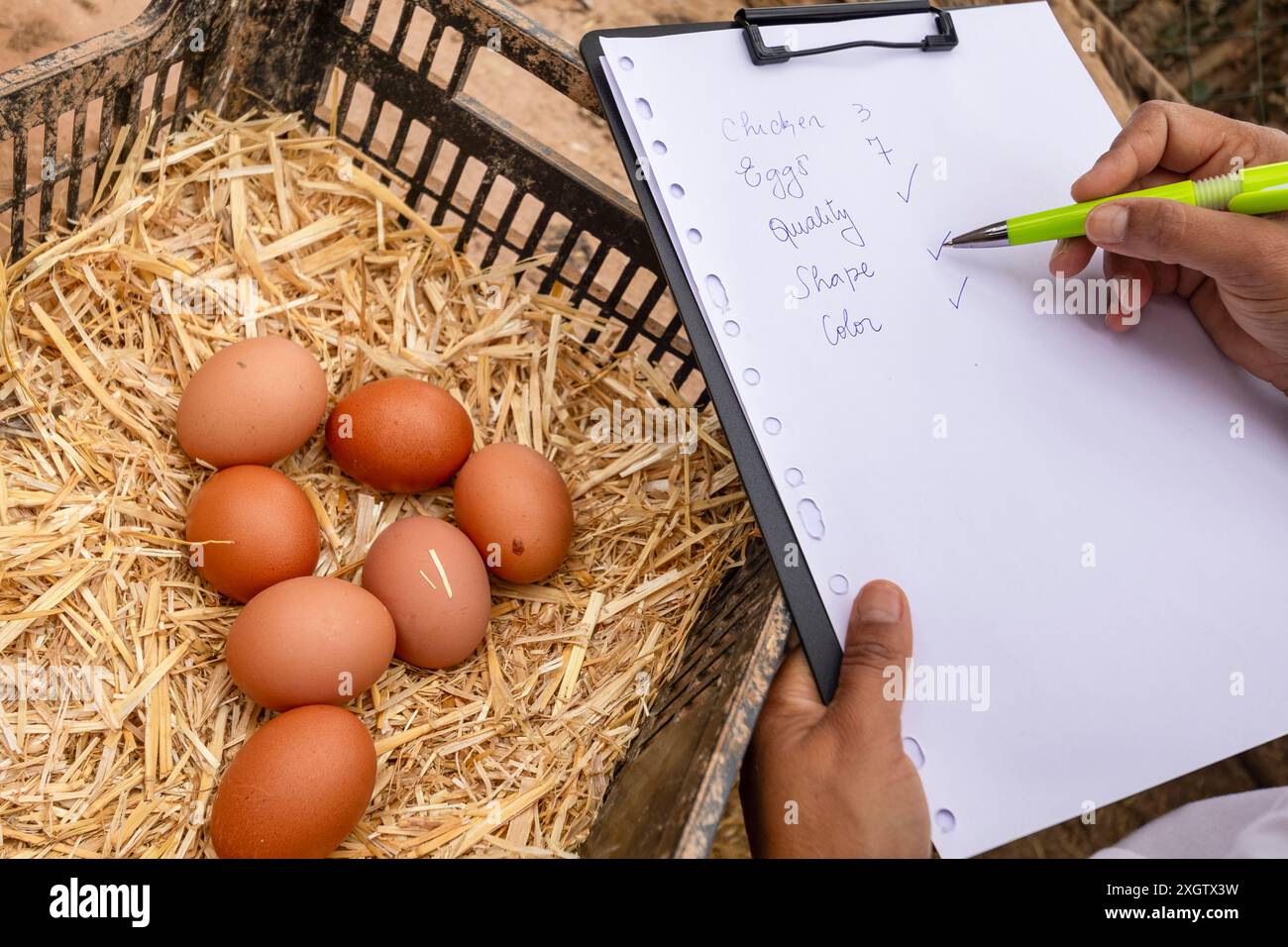 Mano veterinaria corta irriconoscibile con un appunti che valuta la qualità delle uova di pollo deposte nel fieno. Gli appunti contengono note sul pollo, Foto Stock