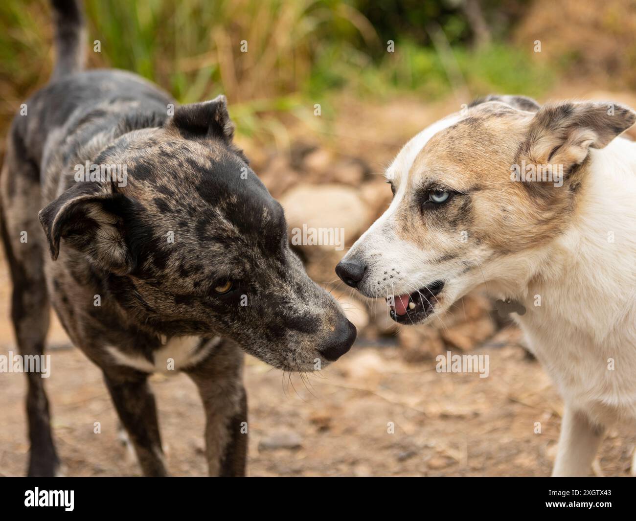 Due cani, uno con un cappotto scuro e l'altro prevalentemente bianco con toppe abbronzate, vengono catturati durante il confronto all'aperto, mostrando segni Foto Stock