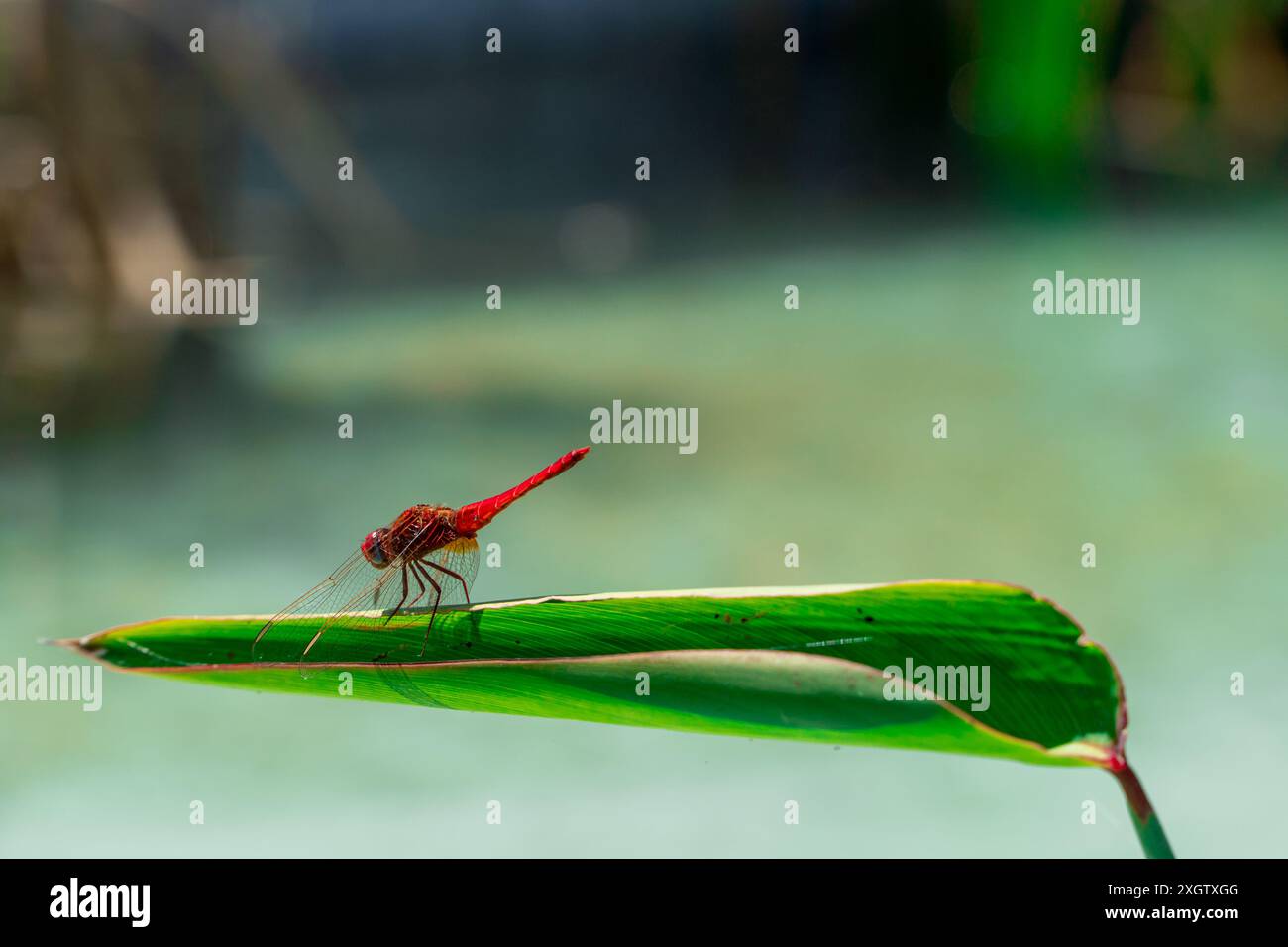 Un'immagine vivida che cattura un maschio Ruddy Darter, Sympetrum sanguineum, elegantemente appoggiato su una foglia verde, che mette in risalto l'impressionante corpo rosso che contrasta Foto Stock