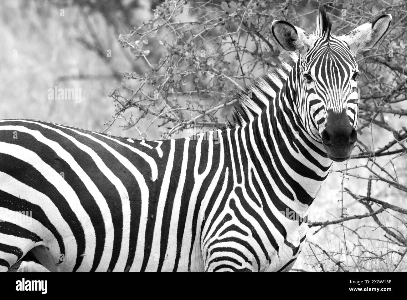 Le strisce di una Plains Zebra svolgono molte funzioni. Forniscono confusione con il movimento, identificazione individuale, repellente per insetti e raffreddamento Foto Stock