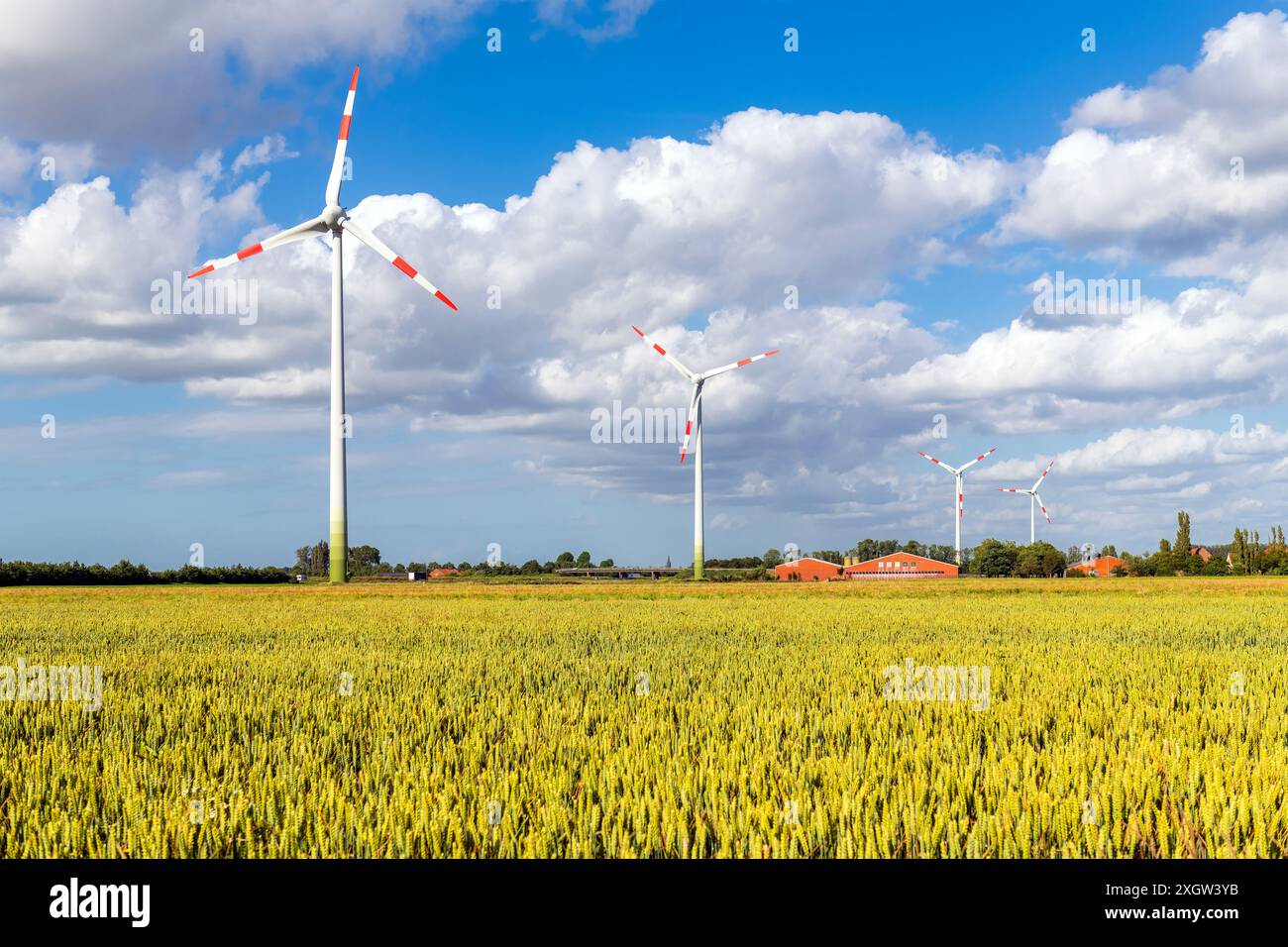 Turbine eoliche nel campo di grano tra Ostenda e Bruges, Belgio. Concetto di energia pulita e di ecologia in tempi di cambiamento climatico. Foto Stock