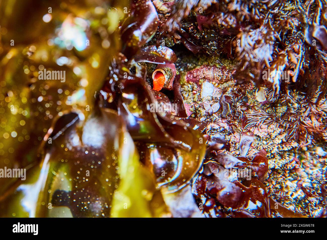 La vita marina nella vivace prospettiva della piscina delle maree Foto Stock