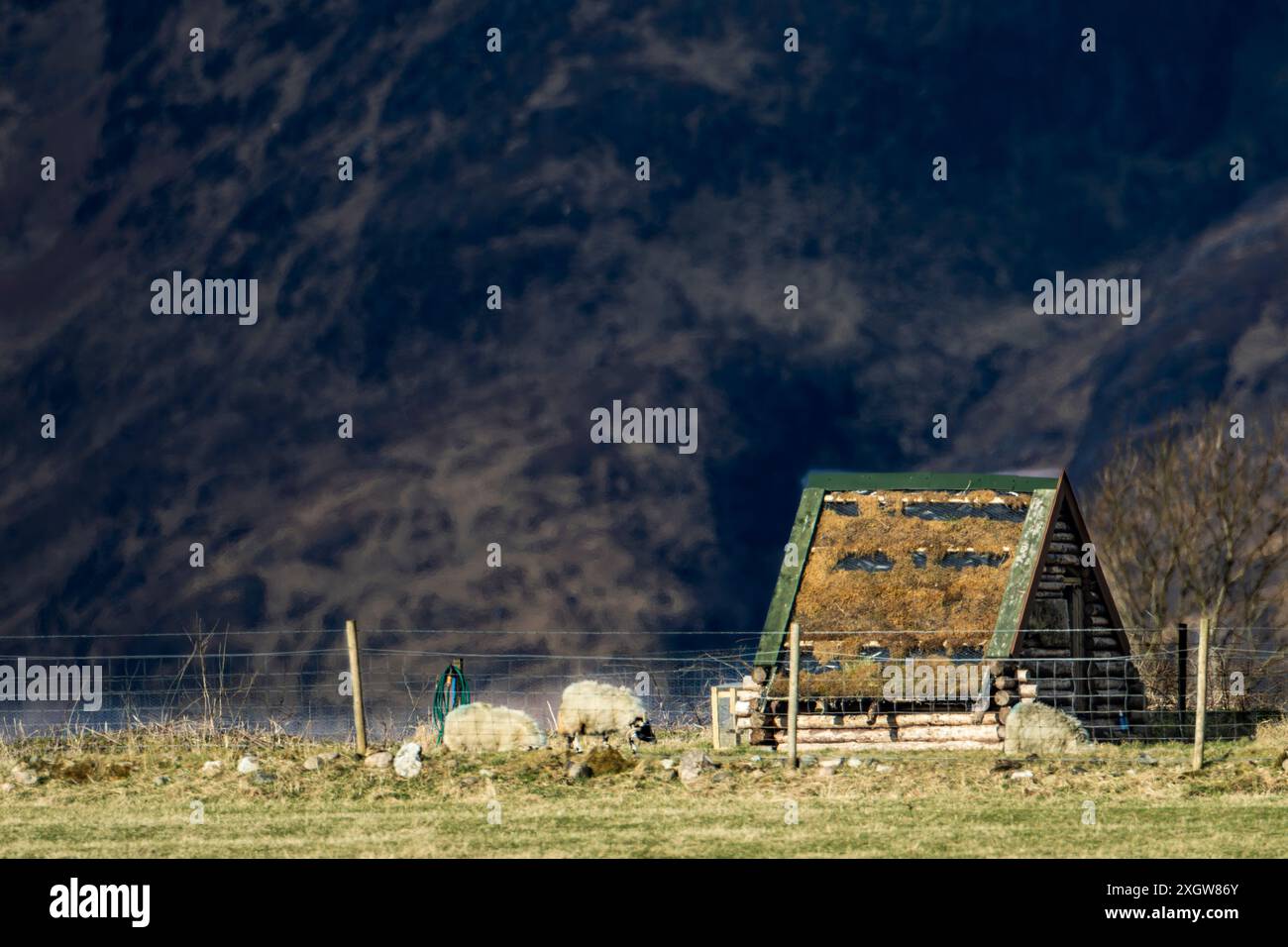 pecore in fondo alla montagna nel fienile Foto Stock