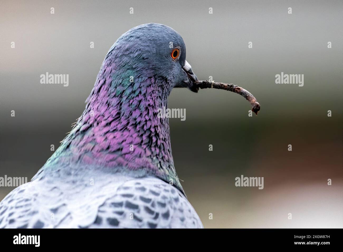 il piccione raccoglie il materiale di nidificazione un ramoscello Foto Stock