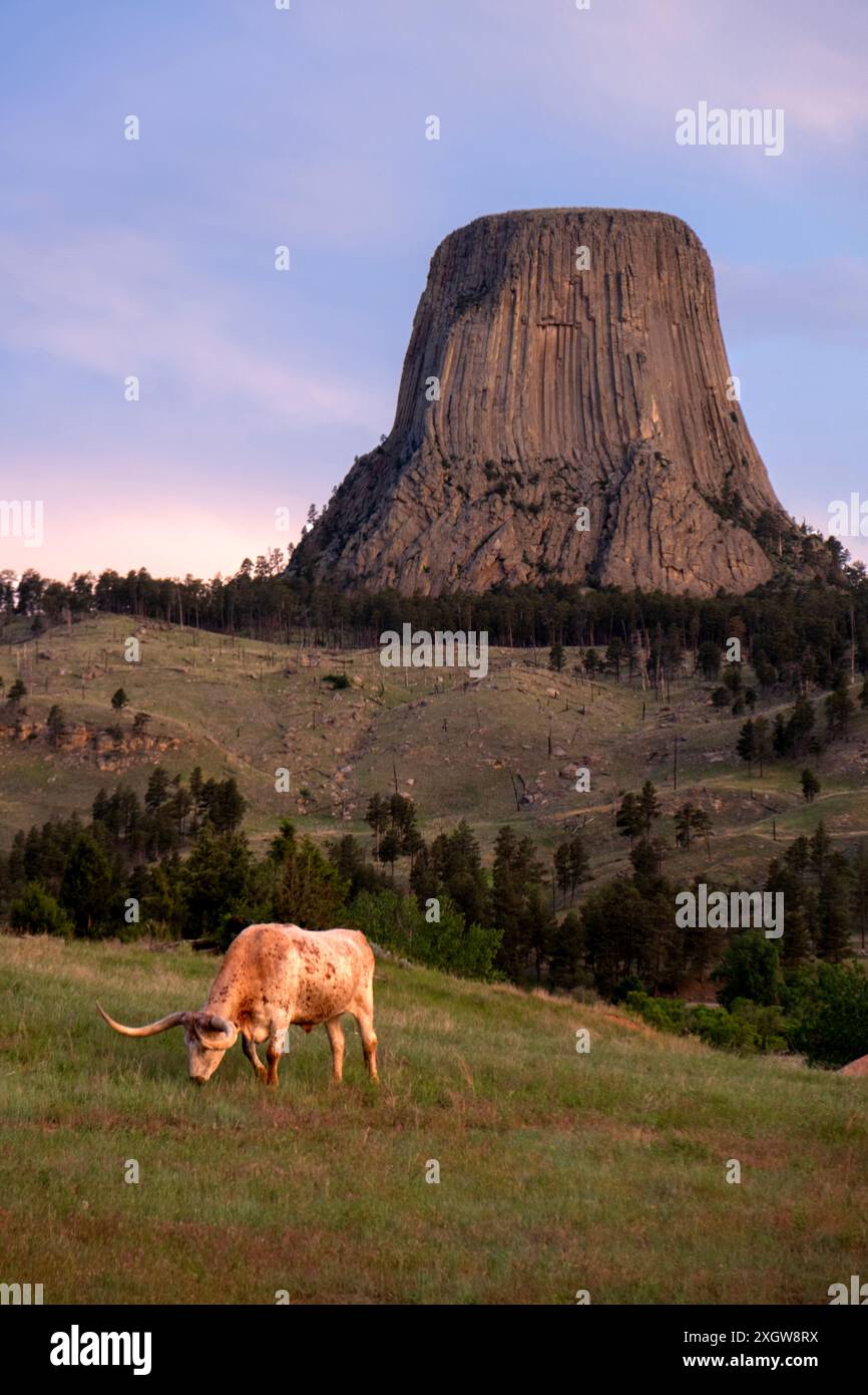 Bestiame longhorn che pascolano in un campo di fronte all'iconico Devils Tower National Monument nel Wyoming Foto Stock
