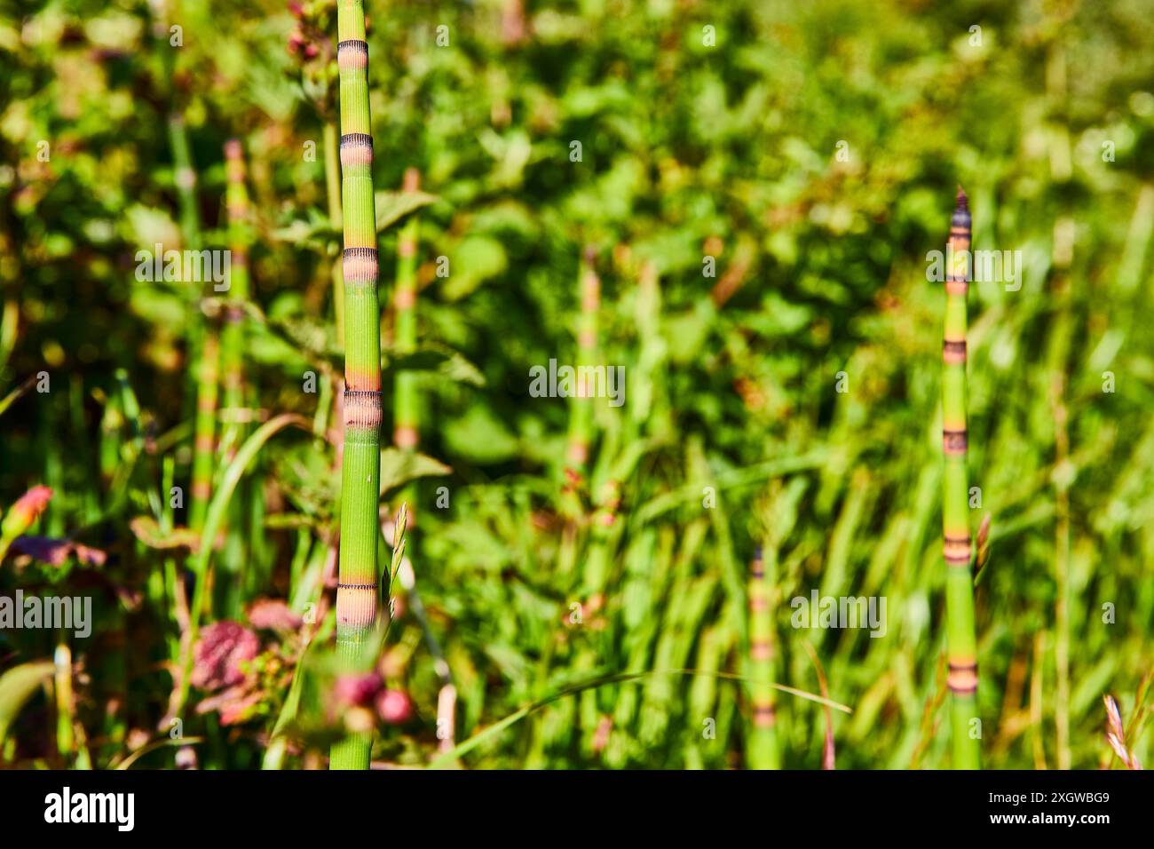 Gambi di bambù alti con sfondo morbido alla luce del giorno Foto Stock
