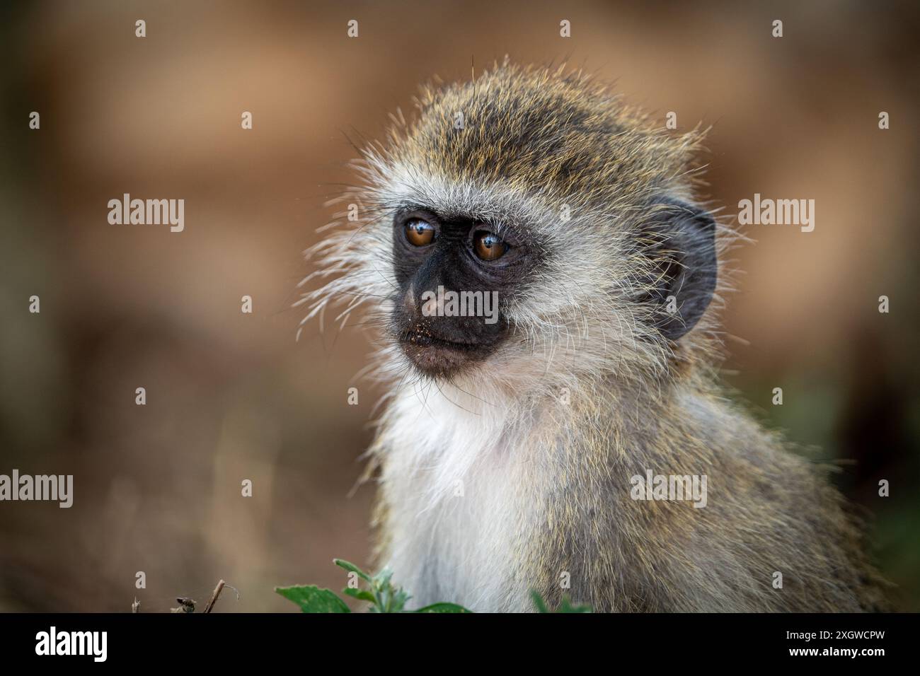 Vervet Monkey nel parco nazionale Tanzanias Tarangire Foto Stock