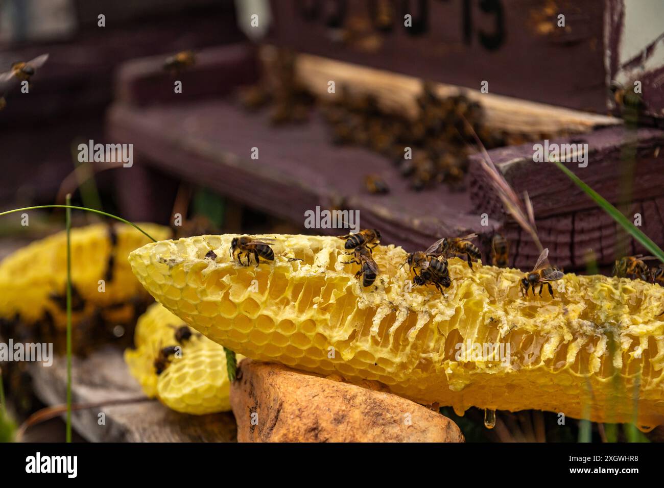 Primo piano di un pezzo di miele che gocciola il miele accanto a un alveare con le api che mangiano il miele a Guadalajara, in Spagna Foto Stock