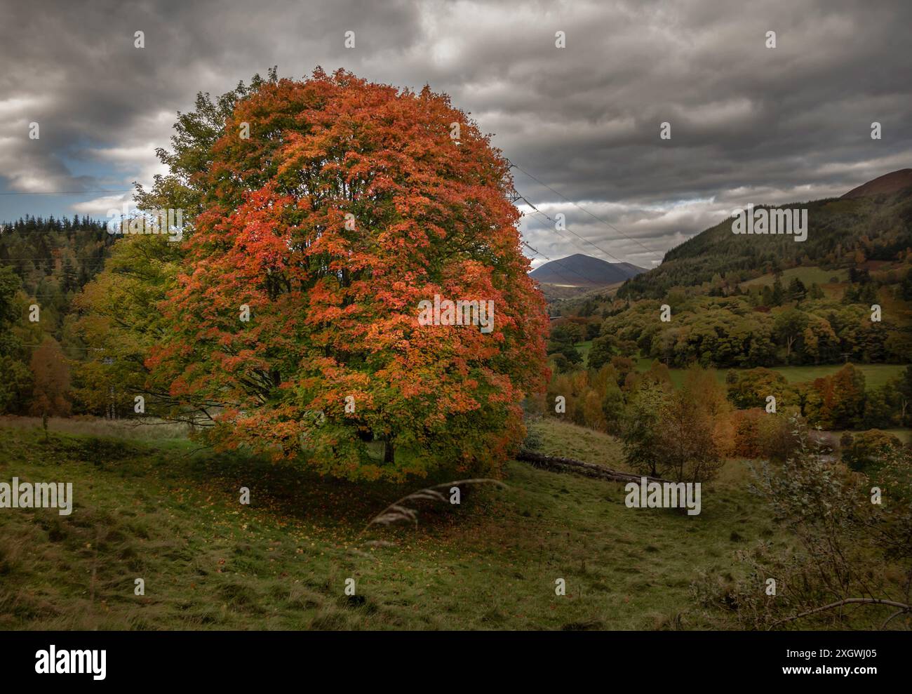 Albero nelle Highlands scozzesi che si trasforma in colori autunnali, con foglie arancioni da un lato e dall'altro ancora verdi Foto Stock