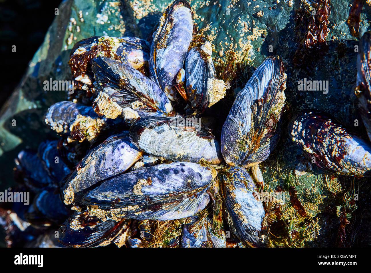 Cozze e Barnacle nella piscina di marea Foto Stock