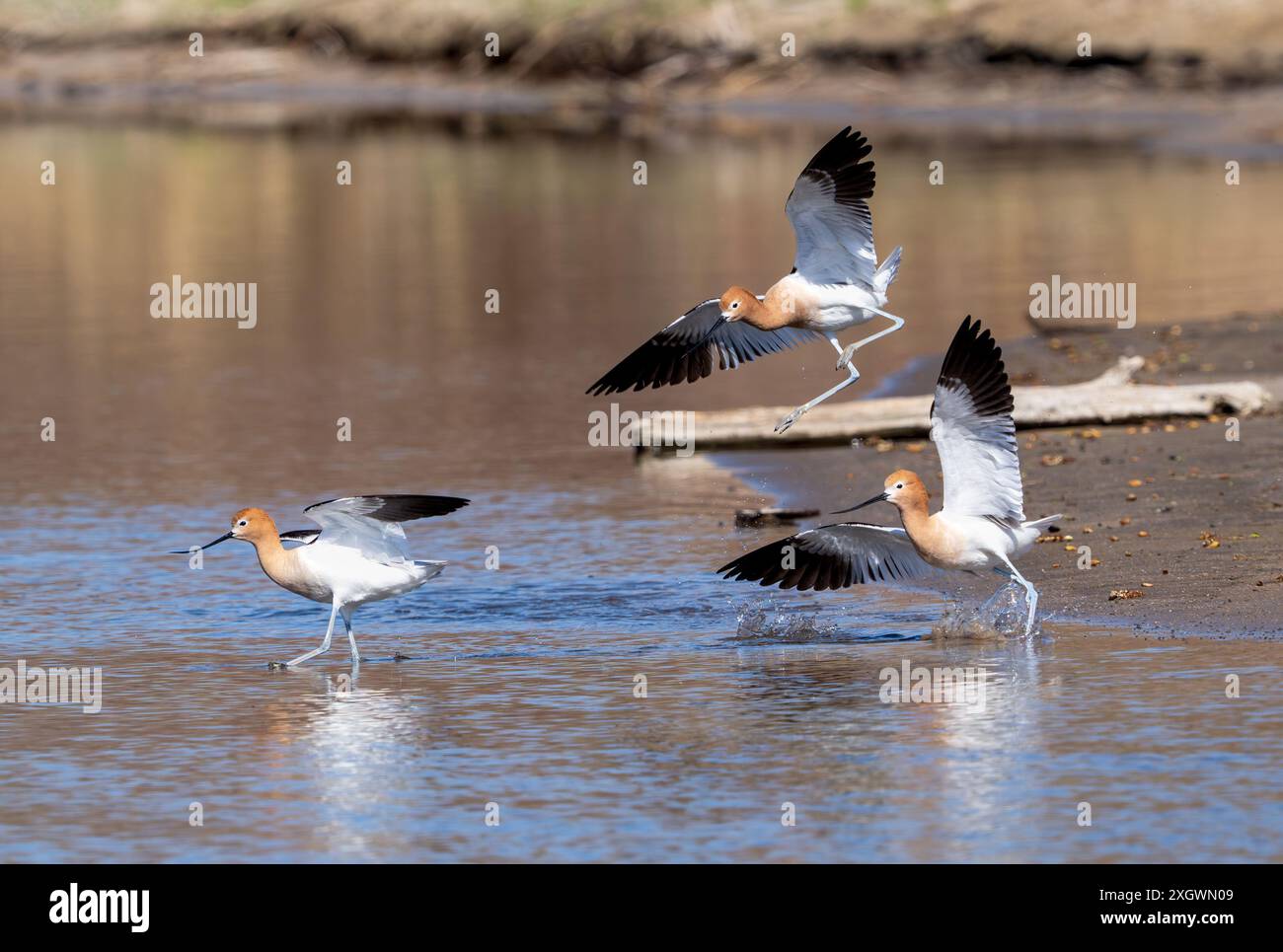 Due maschi americani Avocet si schiantano l'uno con l'altro e uno viene trasportato in aria mentre competono per l'attenzione di una femmina durante la stagione riproduttiva. Foto Stock