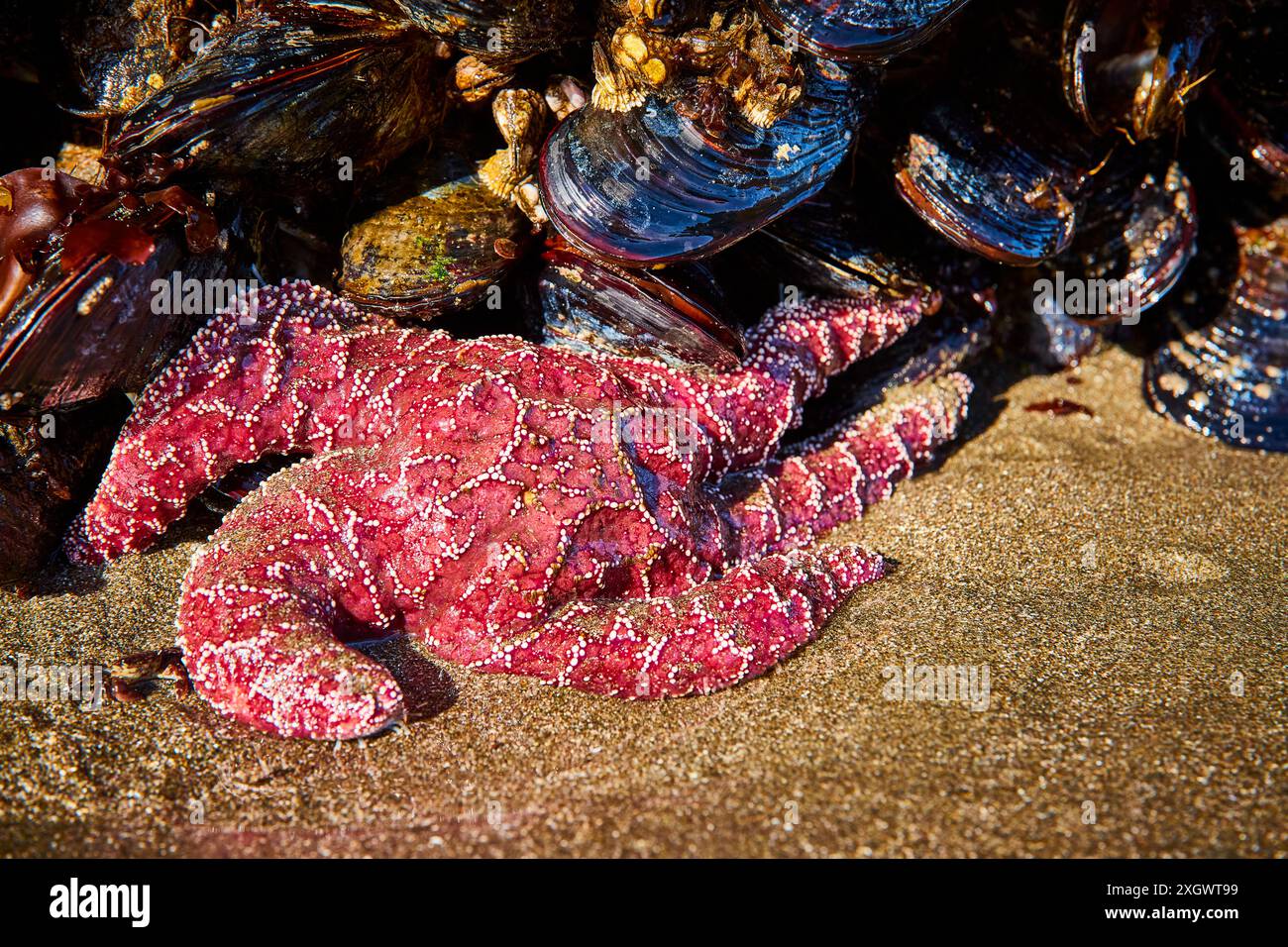 Stella marina rosa brillante e cozze lucide nella zona di marea al livello degli occhi Foto Stock