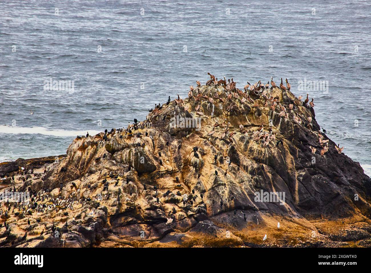 Colonie di uccelli marini su robuste Coastal Rocks Motion Perspective Foto Stock