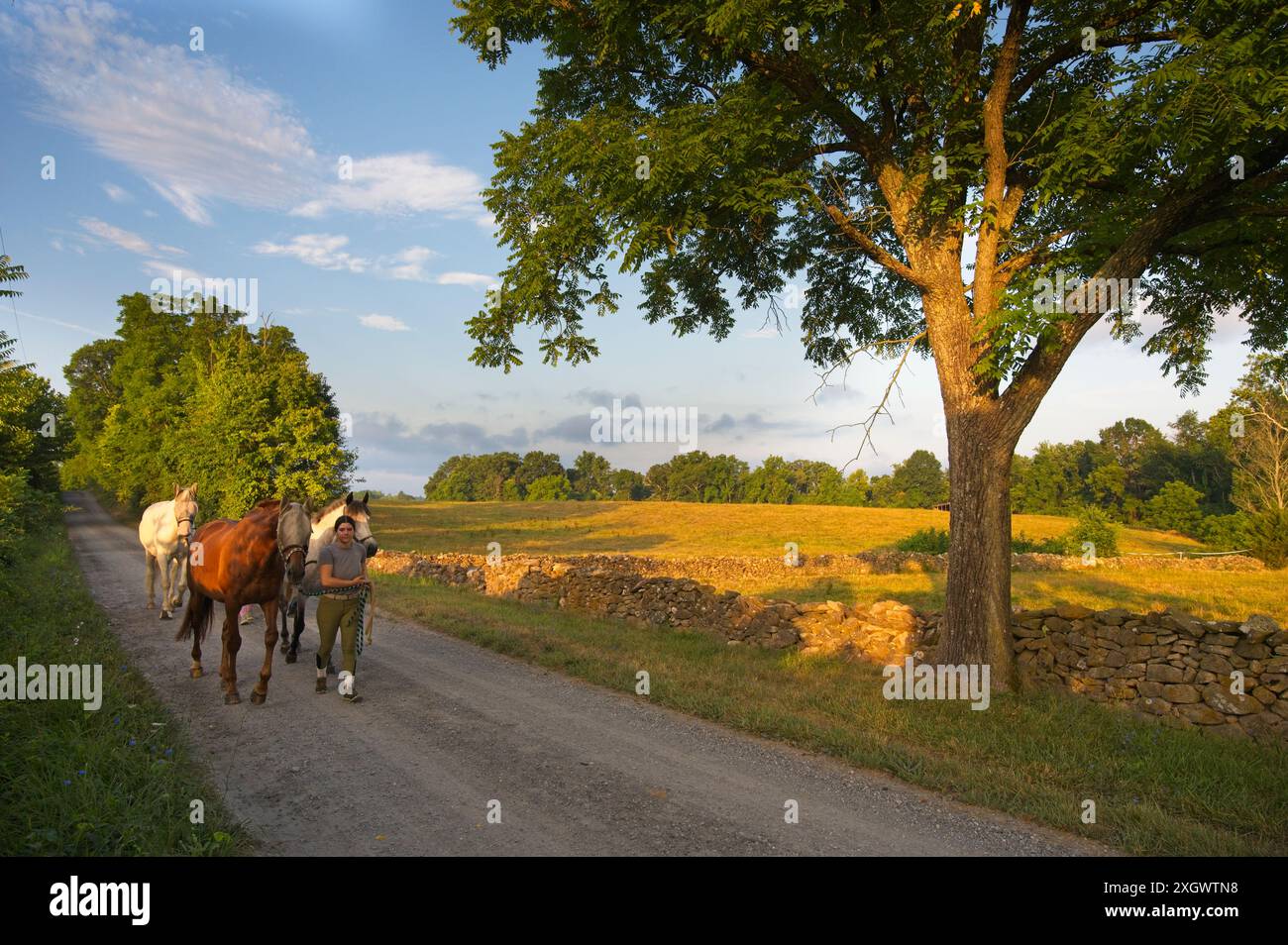 STATI UNITI - 10 luglio 2024: A piedi i cavalli tornano al fienile prima del caldo della giornata lungo Greengarden Road vicino Upperville. (Foto di Dougla Foto Stock