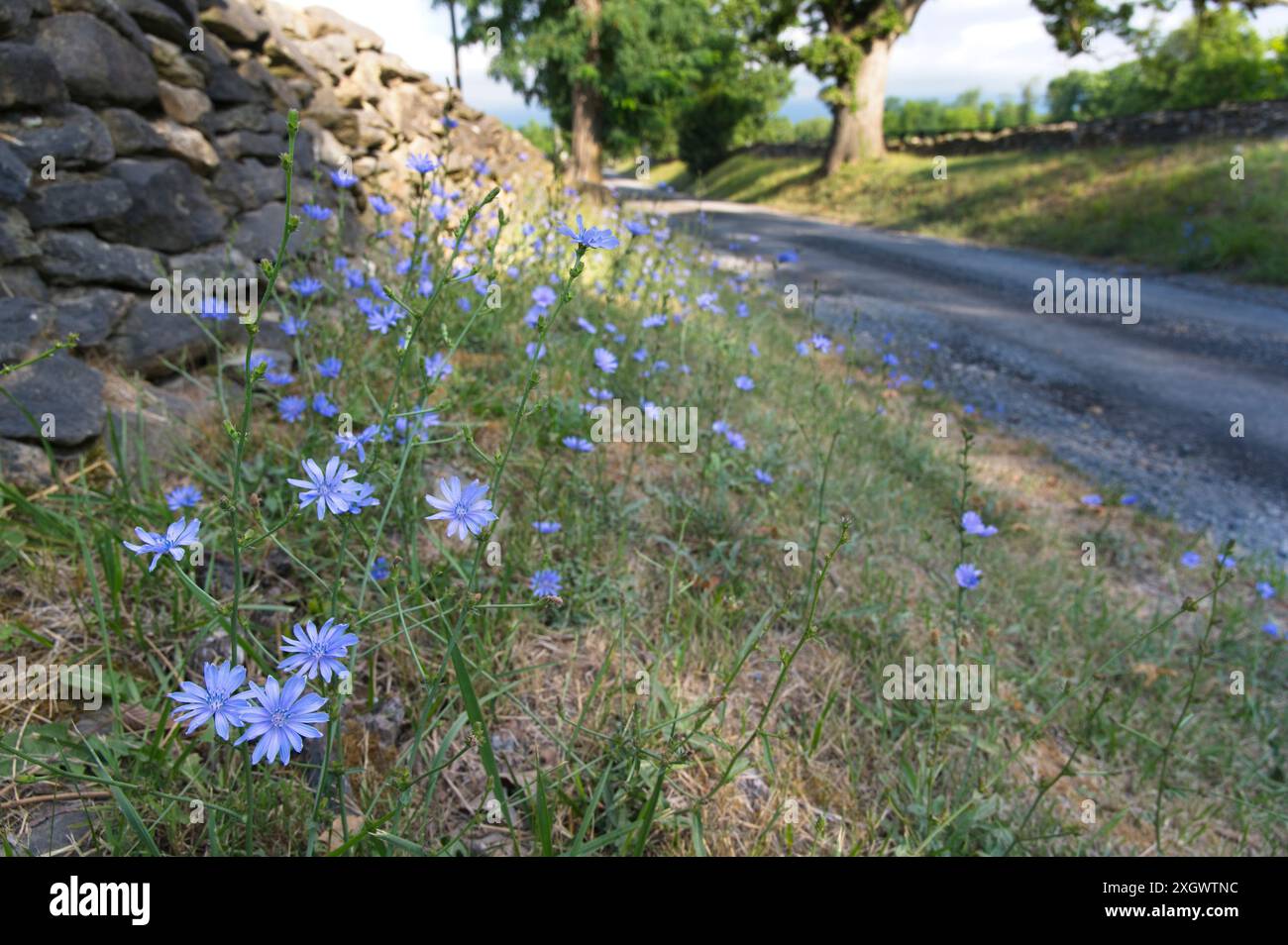 STATI UNITI - 10 luglio 2024: Fiori di cicoria fioriscono lungo Welbourne Road vicino a St. Louis nella contea di Loudoun in Virginia. (Foto di Douglas Graham) Foto Stock