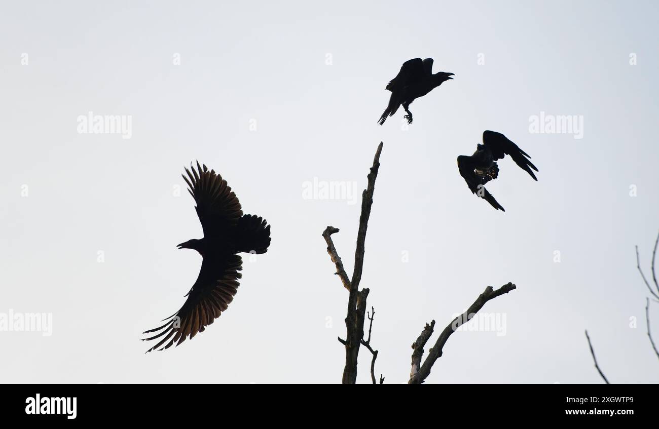 STATI UNITI - 10 luglio 2024: I Ravens volano da un pozzo lungo Millville Road vicino a Bluemont. (Foto di Douglas Graham) Foto Stock