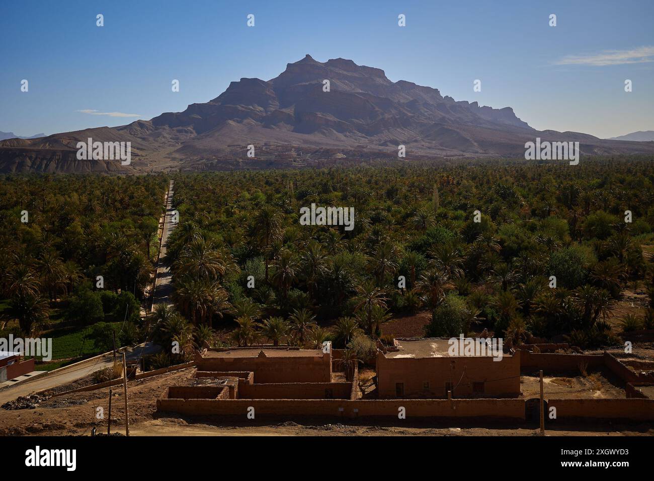 Un lussureggiante palmeto si estende verso aspre montagne sotto un cielo limpido, evidenziando il contrasto tra il deserto e la vibrante vegetazione. Foto Stock