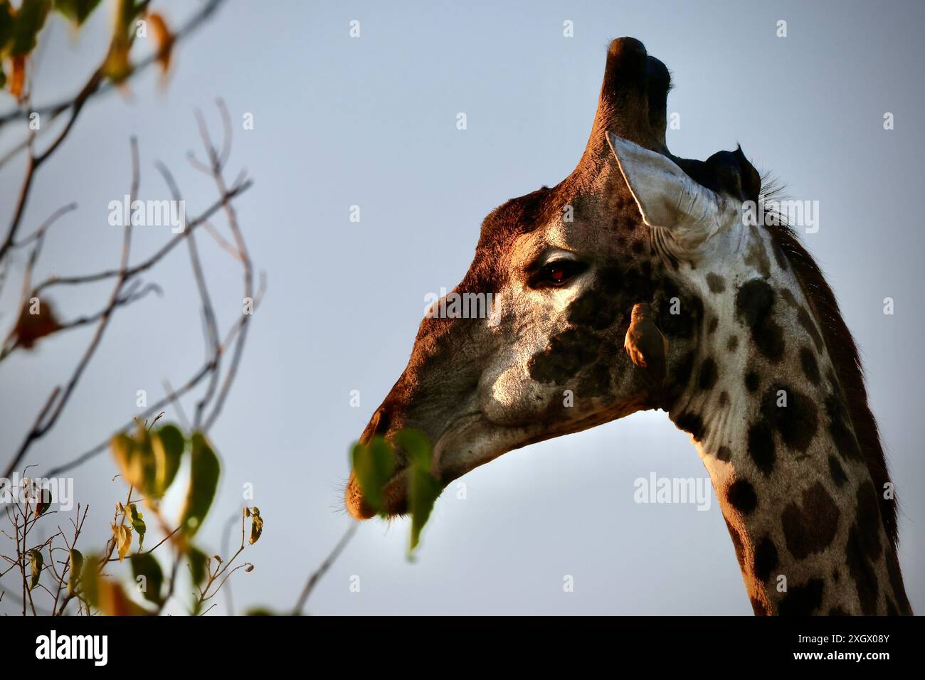 Giraffa maschio più anziana che si nutre e viene curata dagli uccelli Foto Stock