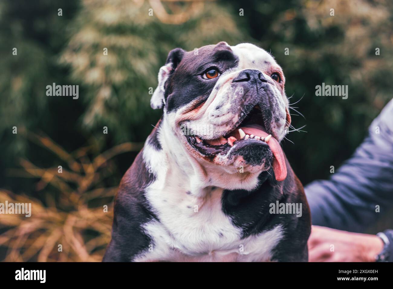 Olde English Bulldogge con la lingua in giro, fotografata nella natura Foto Stock