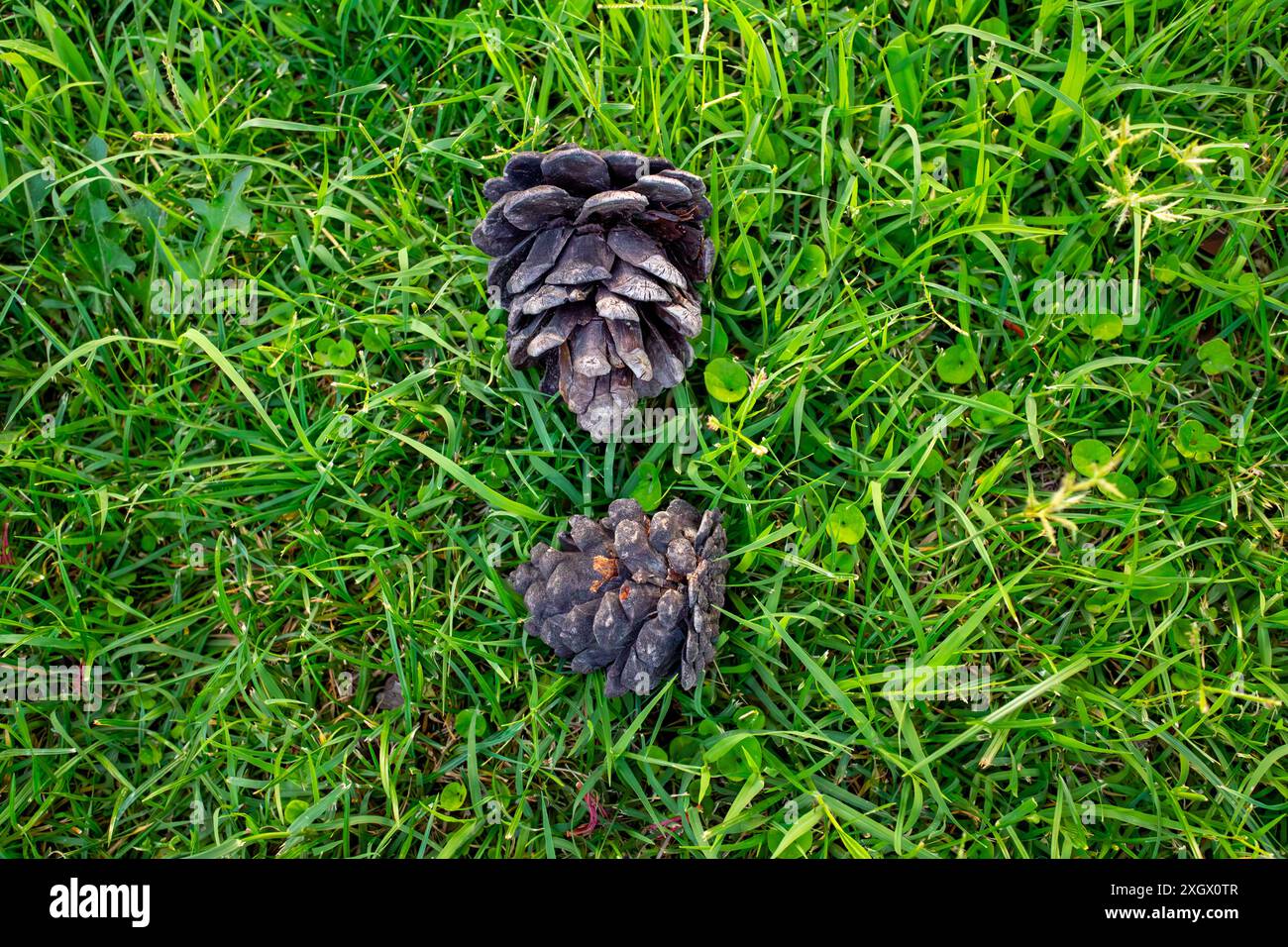 Coni del pino. Foto Stock