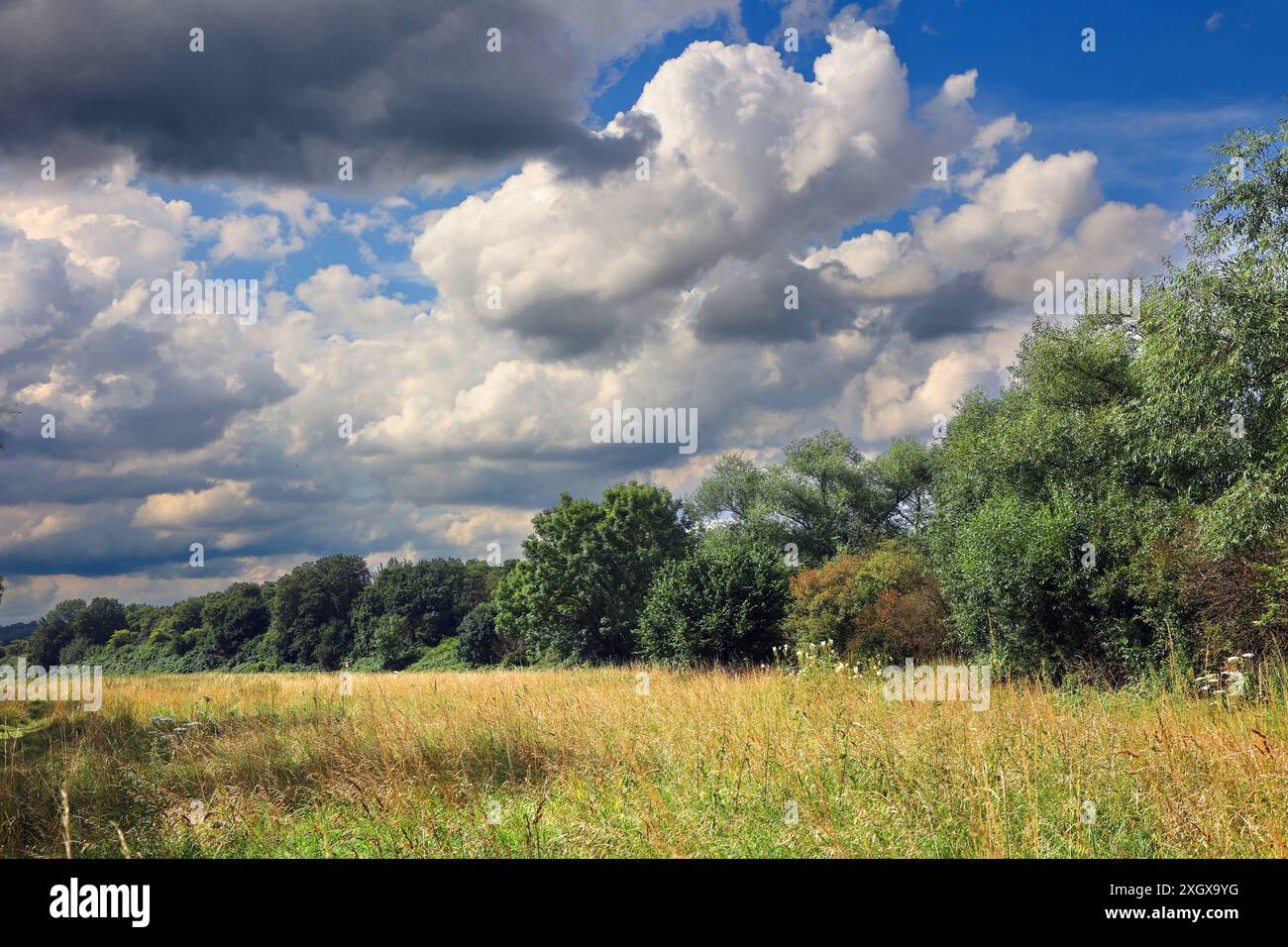 Natur in Ballungsräumen Grünland mit Büschen und Wald im sommerlichen Essener Ruhrtal unter Einwirkung von Hitze und Trockenheit im Wechsel mit unbeständigem Wetter. Essen Nordrhein-Westfalen Deutschland *** natura nelle aree urbane prati con arbusti e foreste nella valle della Ruhr ad Essen in estate sotto l'influenza del calore e della siccità alternati a condizioni meteorologiche instabili Essen Renania settentrionale-Vestfalia Germania Foto Stock