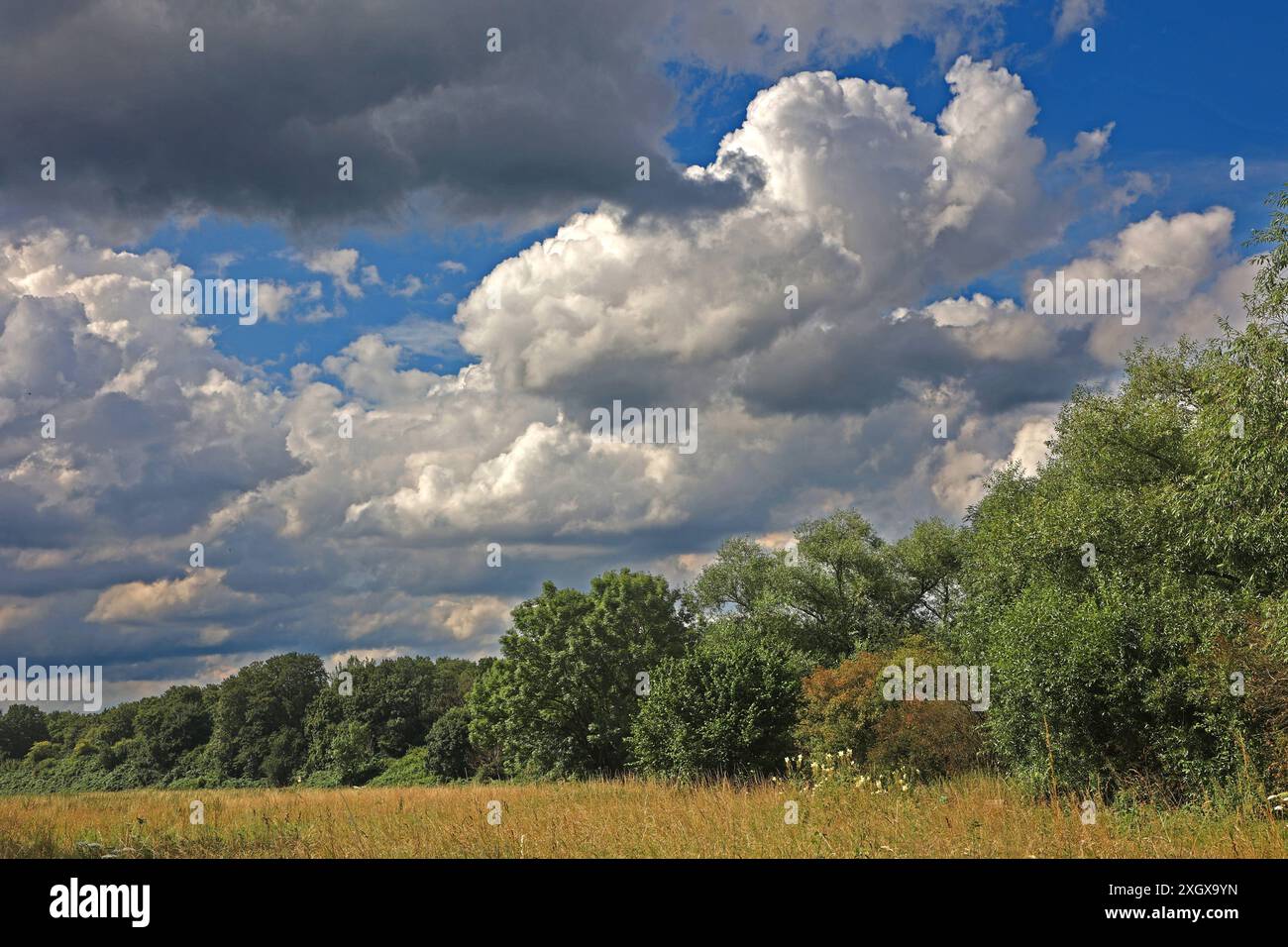 Natur in Ballungsräumen Grünland mit Büschen und Wald im sommerlichen Essener Ruhrtal unter Einwirkung von Hitze und Trockenheit im Wechsel mit unbeständigem Wetter. Essen Nordrhein-Westfalen Deutschland *** natura nelle aree urbane prati con arbusti e foreste nella valle della Ruhr ad Essen in estate sotto l'influenza del calore e della siccità alternati a condizioni meteorologiche instabili Essen Renania settentrionale-Vestfalia Germania Foto Stock