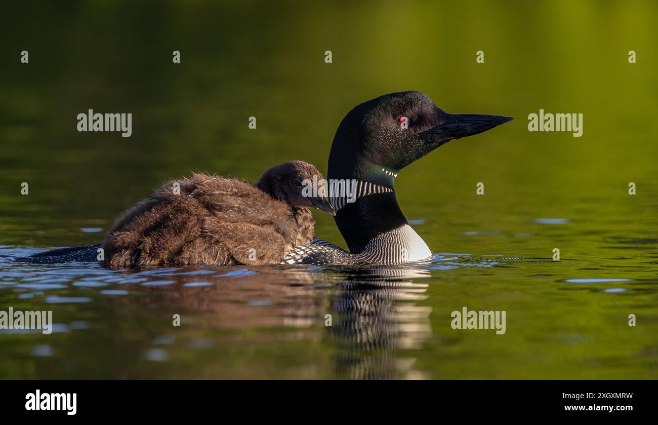 loon comune nel Maine all'alba Foto Stock