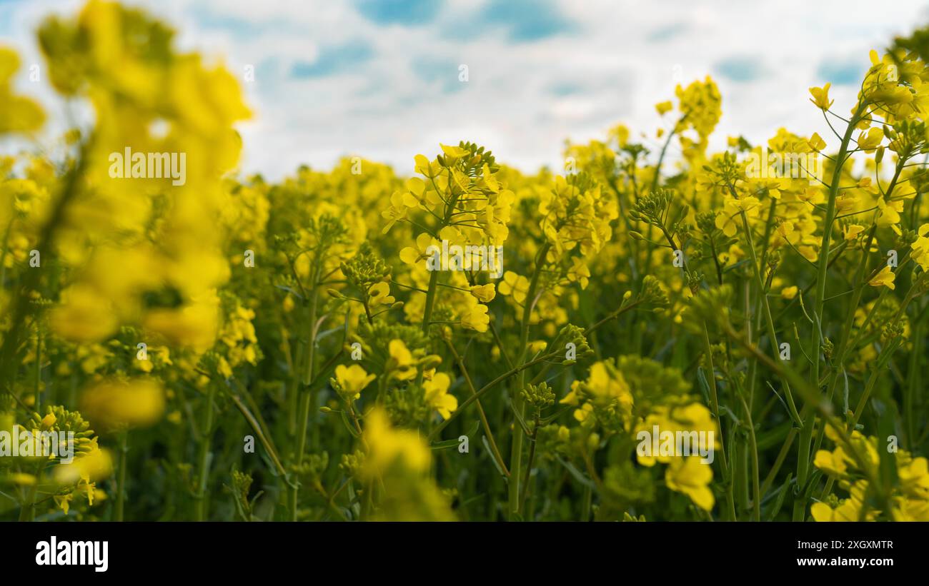 Campo di canola sotto il cielo blu con nuvole bianche Foto Stock