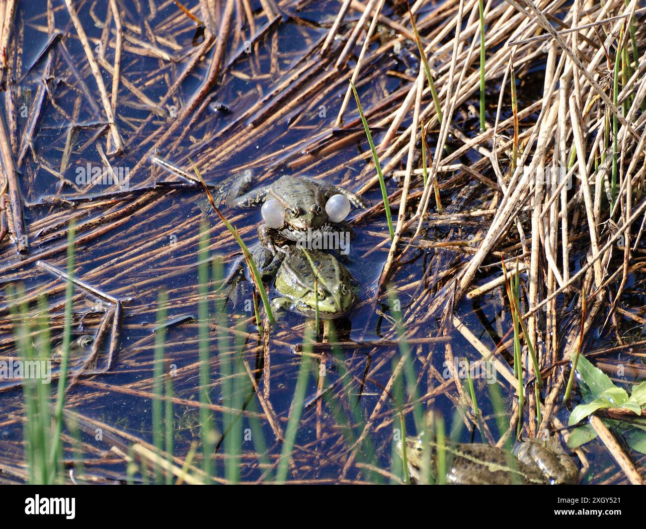 Le rane acquatiche si accoppiano, con vescica sonora e forte croaking. Foto Stock