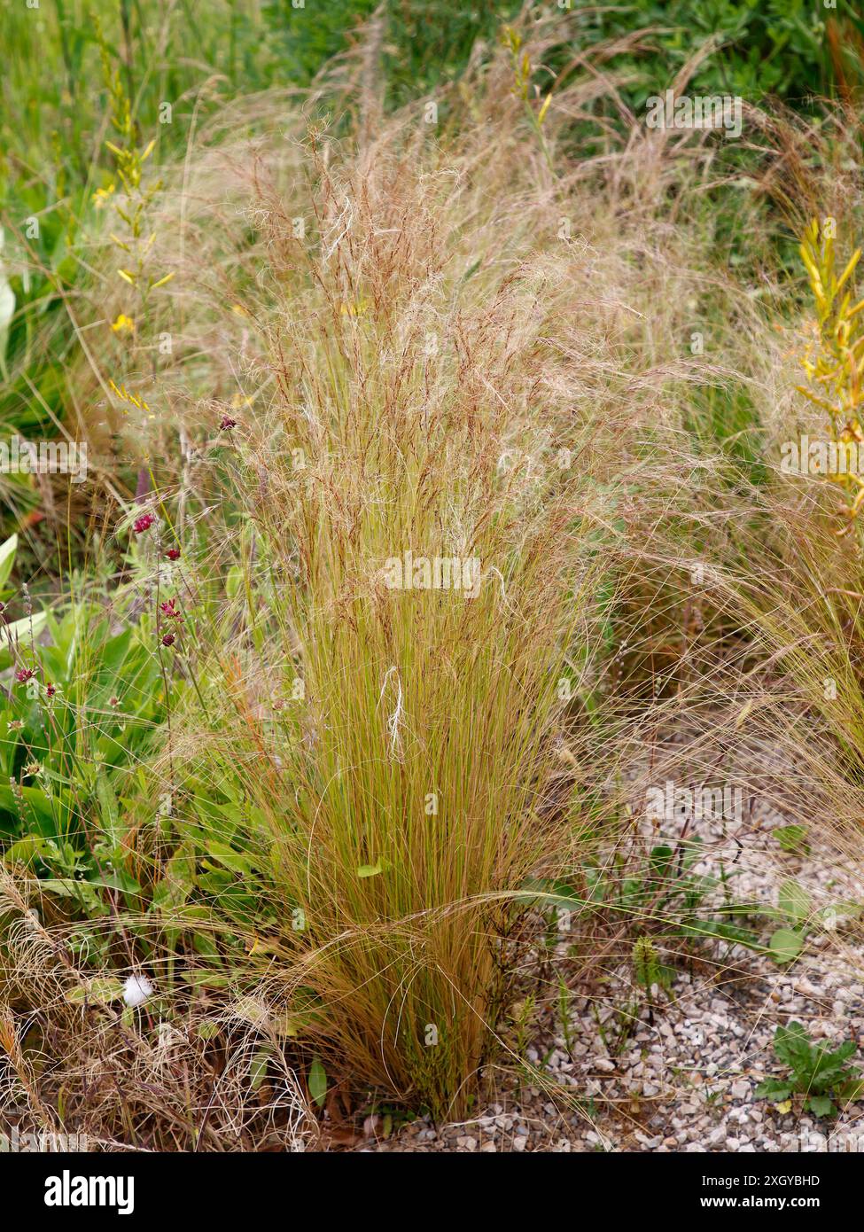 Primo piano delle foglie a filetto sottile dell'erba perenne ornamentale stipa tenuissima. Foto Stock