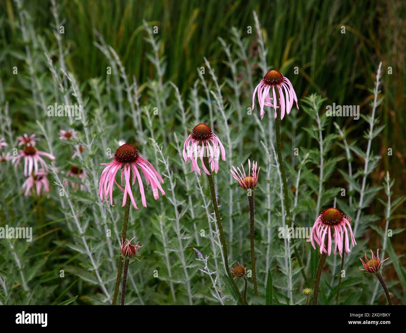 Primo piano del fiore rosa pallido della robusta pianta erbacea perenne del giardino della prateria echinacea pallida. Foto Stock