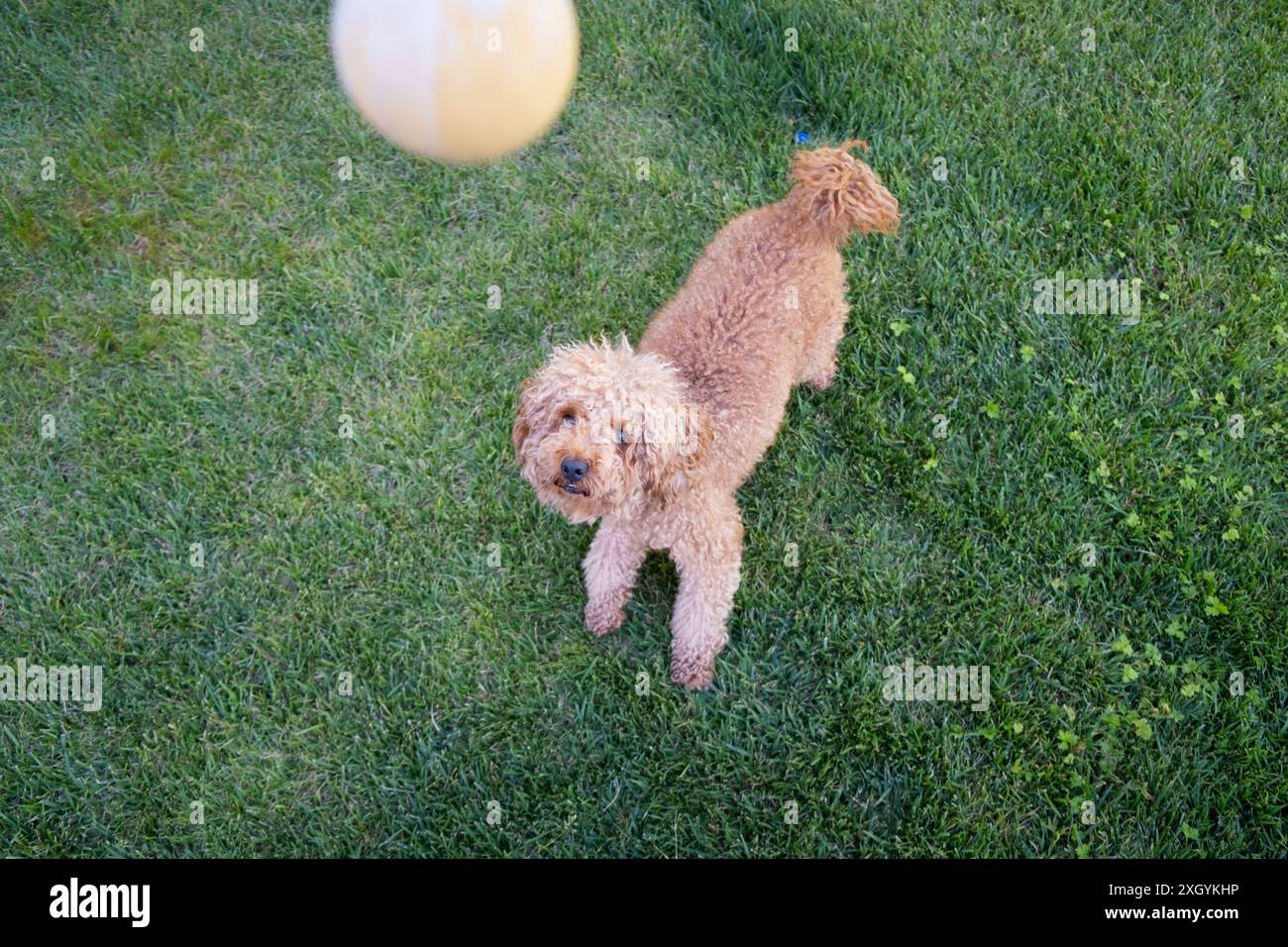 sparato dall'alto di un giovane cane giocattolo marrone che guarda in alto in attesa di un comando da parte del suo proprietario. una palla cade dall'alto e il gioco inizia Foto Stock