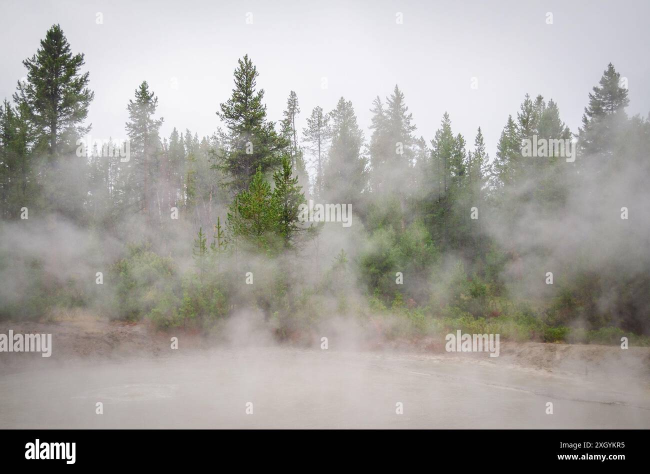 Black Dragons Cauldron Mud Volcano area, Hazy Thermal Features e Pine Forests presso il parco nazionale di Yellowstone Foto Stock