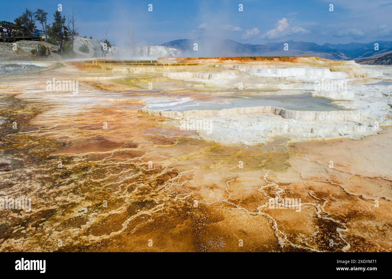 USA, Wyoming, Mammoth Hot Springs, Yellowstone National Park, Upper Terraces, caratteristiche termali di Canary Spring Foto Stock