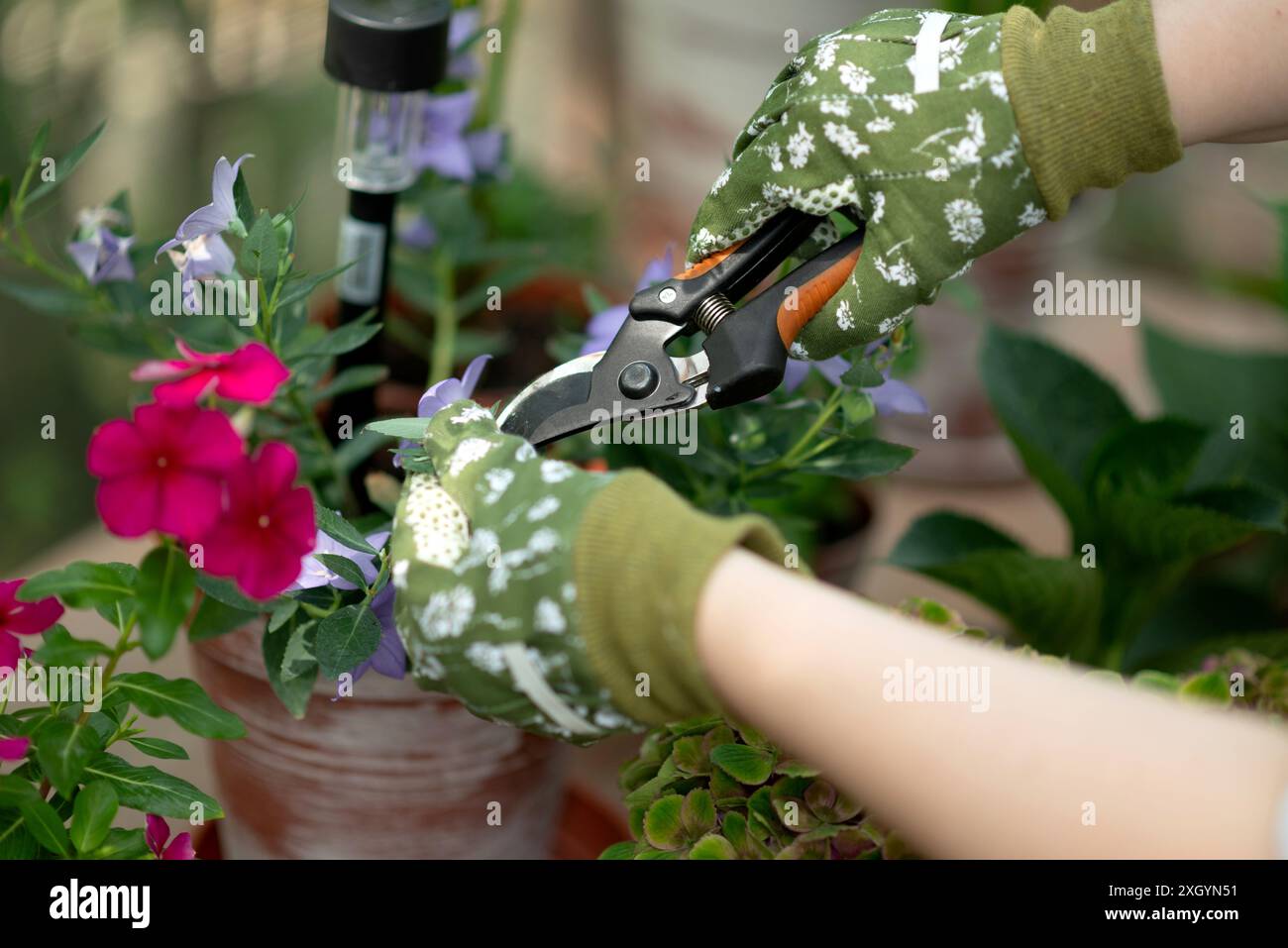Donna in guanti da giardinaggio potare fiori cespugli con forbici all'aperto, primo piano Foto Stock