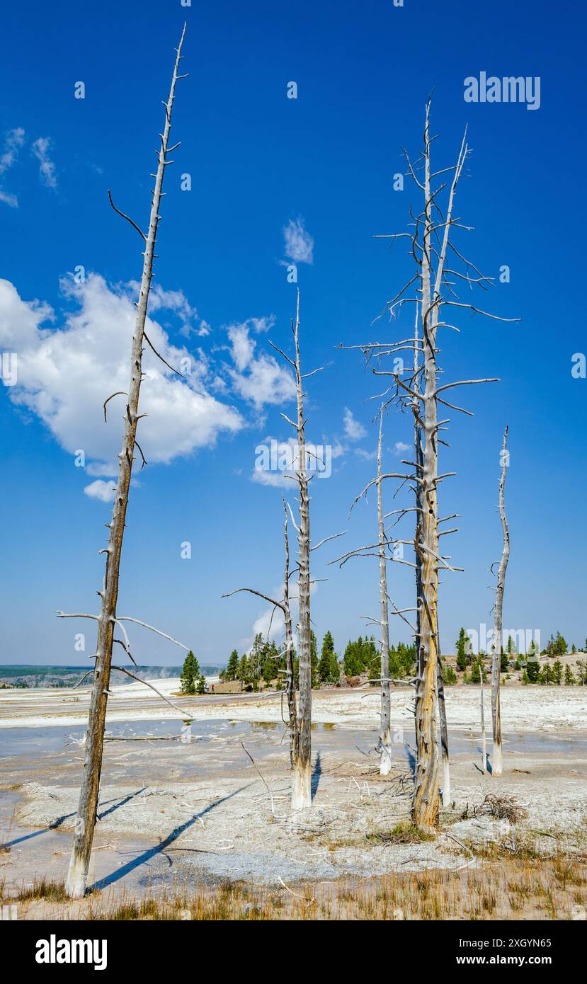 Il peccatore bianco ricco di silice sul terreno presso le acque idrotermali del parco nazionale di Yellowstone presso il Midway Geyser Basin Foto Stock