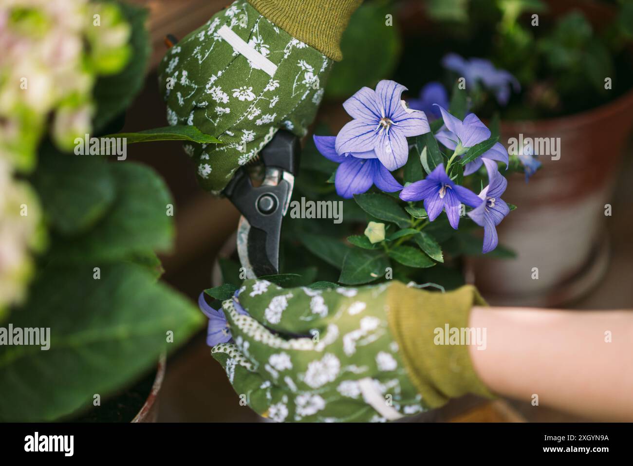 Donna in guanti da giardinaggio potare fiori cespugli con forbici all'aperto, primo piano Foto Stock