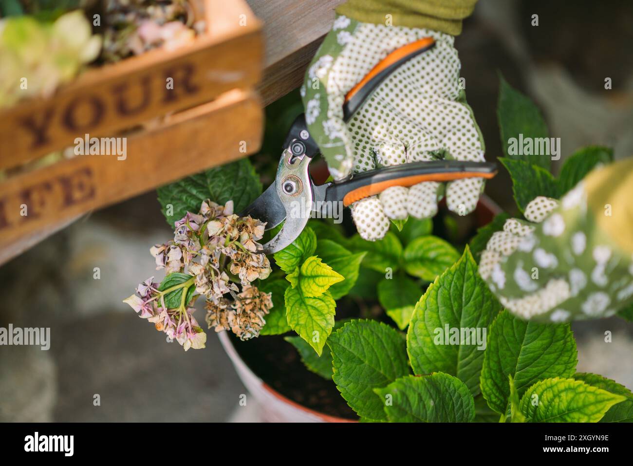 Donna in guanti da giardinaggio potare fiori cespugli con forbici all'aperto, primo piano Foto Stock
