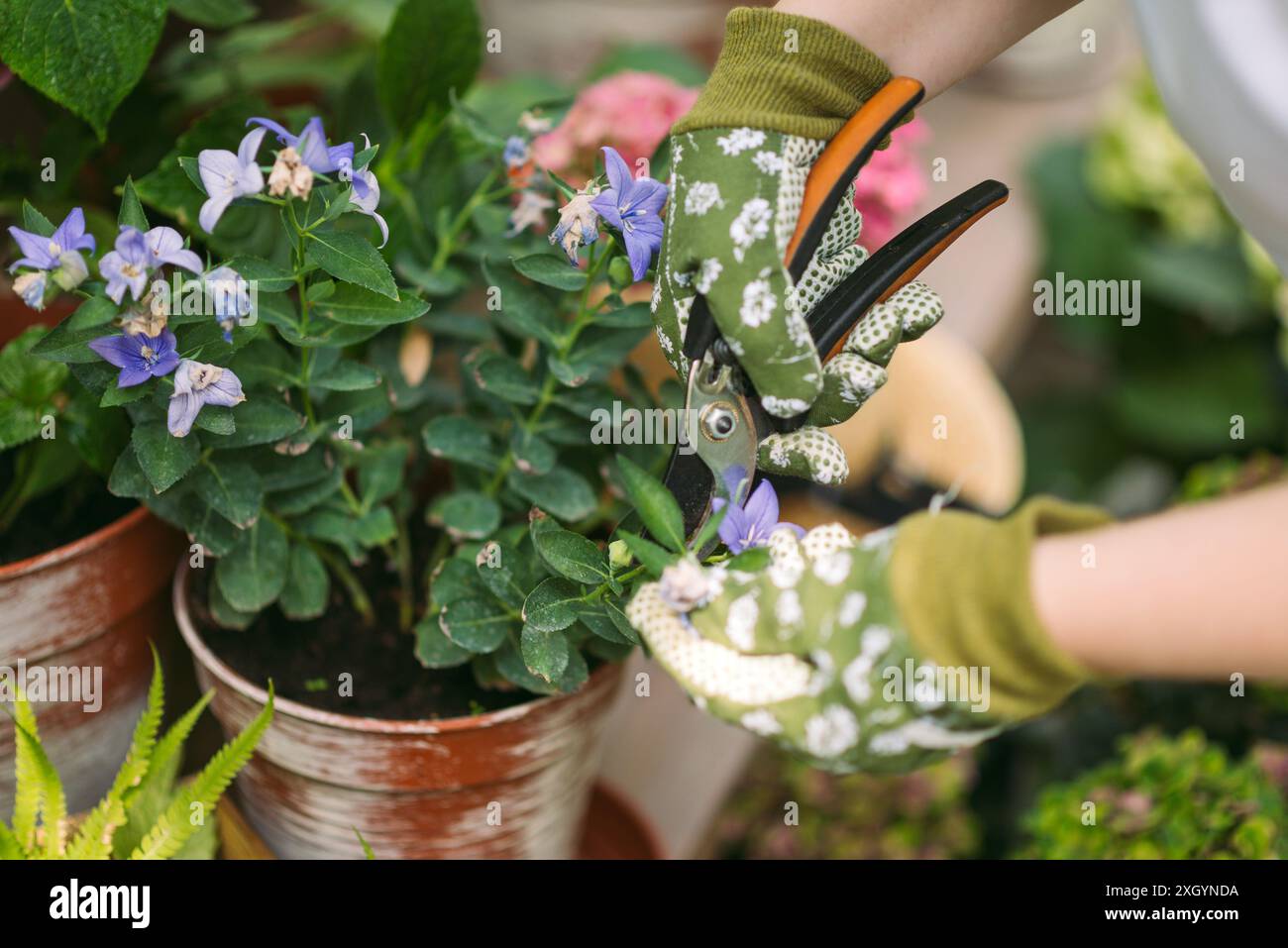 Donna in guanti da giardinaggio potare fiori cespugli con forbici all'aperto, primo piano Foto Stock