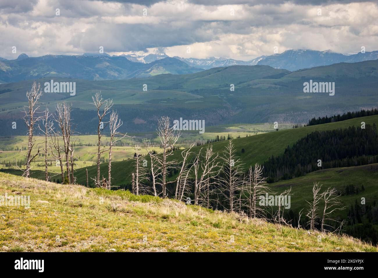 La vista dal monte Washburn nel parco nazionale di Yellowstone Foto Stock